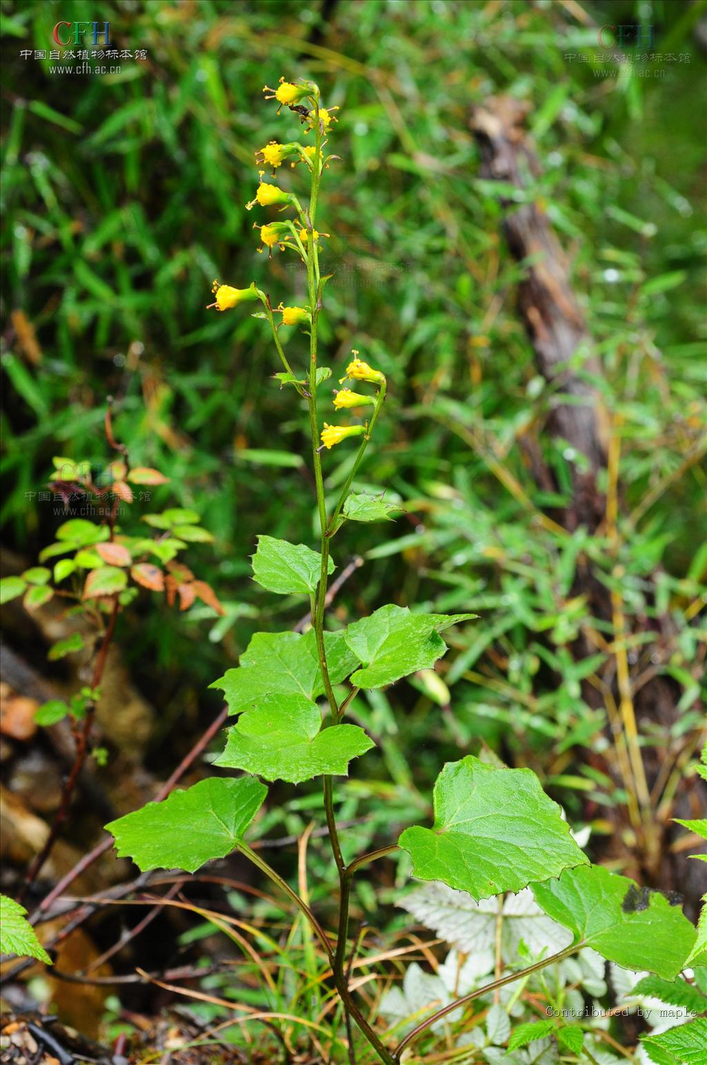 y. l. chen comb. nov.)是菊科蟹甲草属植物.产自云南(大理,中甸).