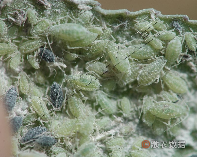  p>桃粉蚜是害虫的一种,属同翅目,蚜科.中国南北果区都有分布.