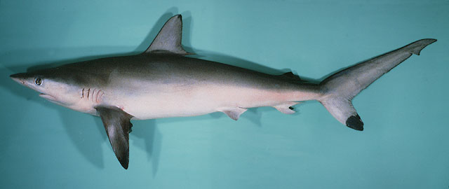carcharhinus sorrah
