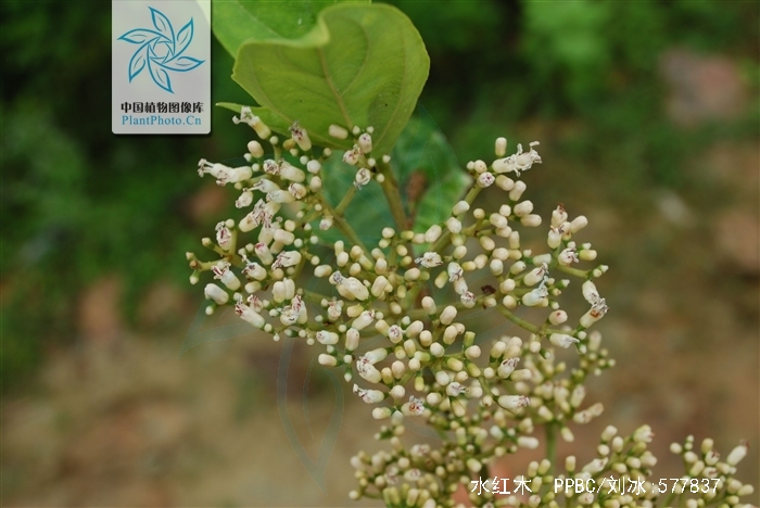  p>水红木(学名: i>viburnum cylindricum /i> buch. -ham. ex d.