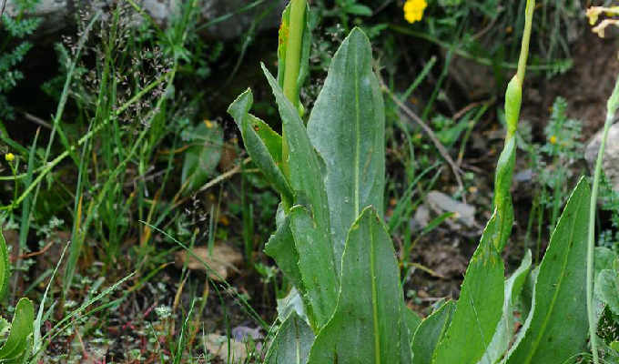 cremanthodlum stenactinium