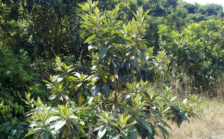  p>大花枇杷(学名: i>eriobotrya cavaleriei /i> (levl.) rehd.