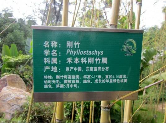 刚竹‘黄皮’_百度百科