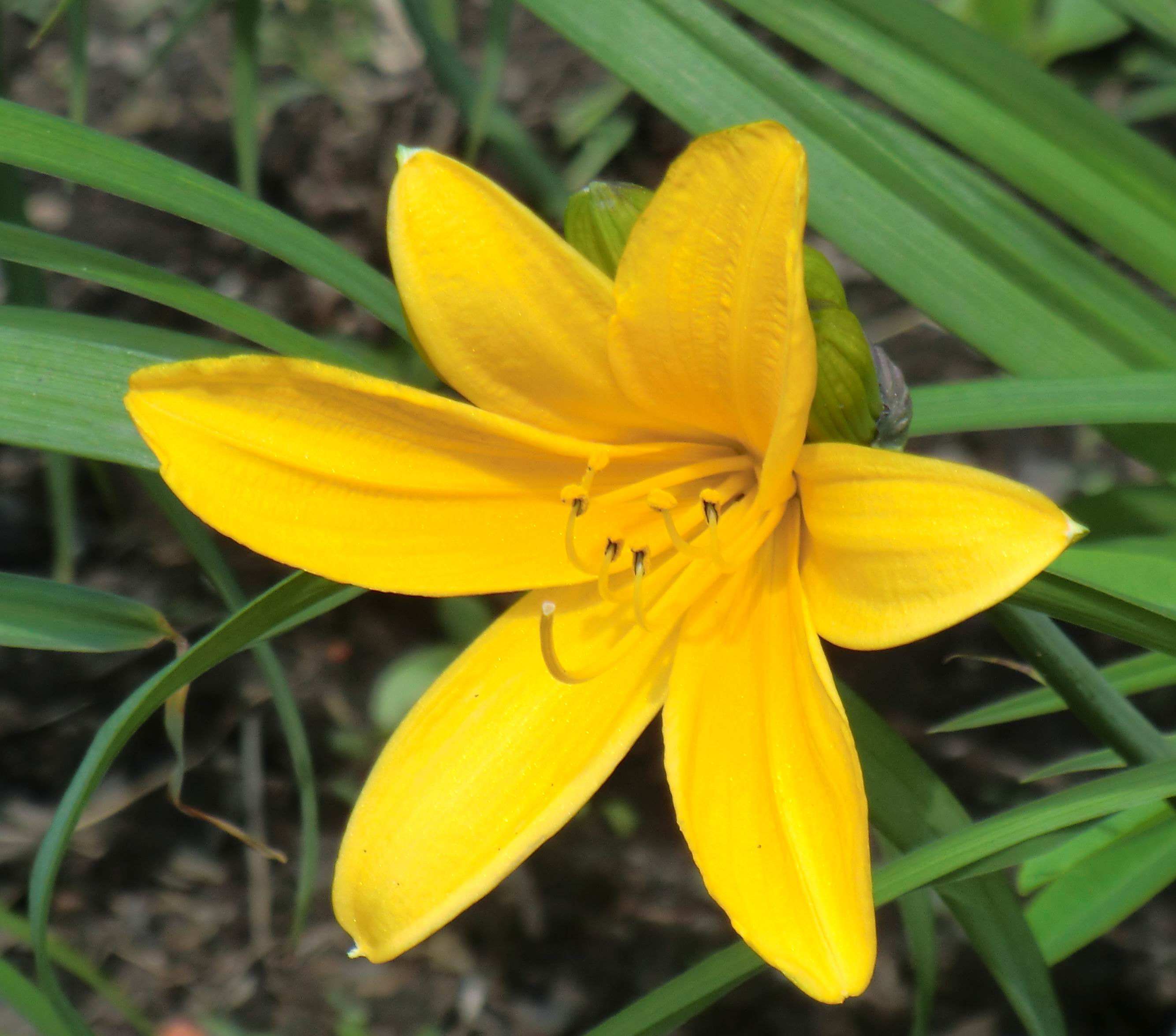 hemerocallis lilioasphodelus linn.