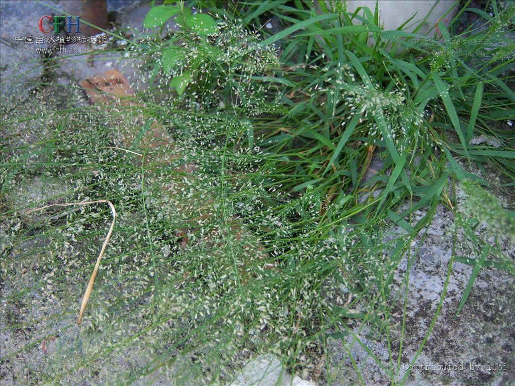 千金子属, a href="#" data-lemmaid="2458872">禾本科 /a>,20种