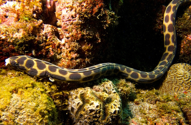 巨斑花蛇鳗