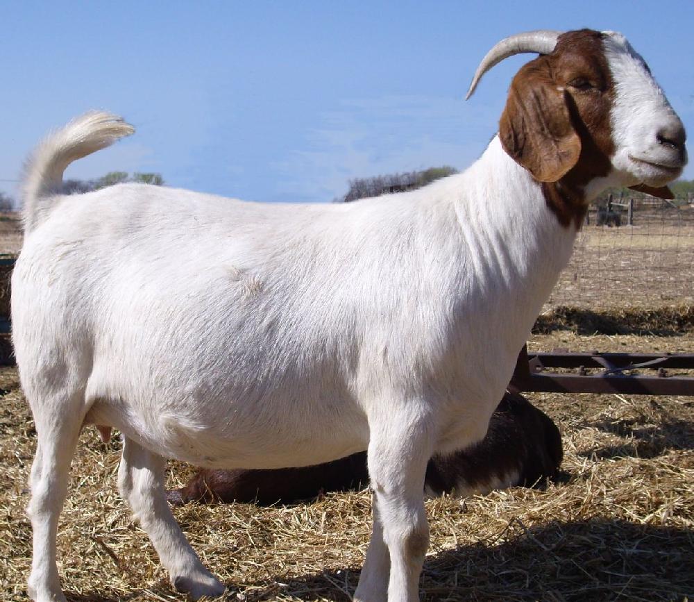  p>杜泊绵羊,英文名字dorper sheep,原产地 a target="_blank" href="