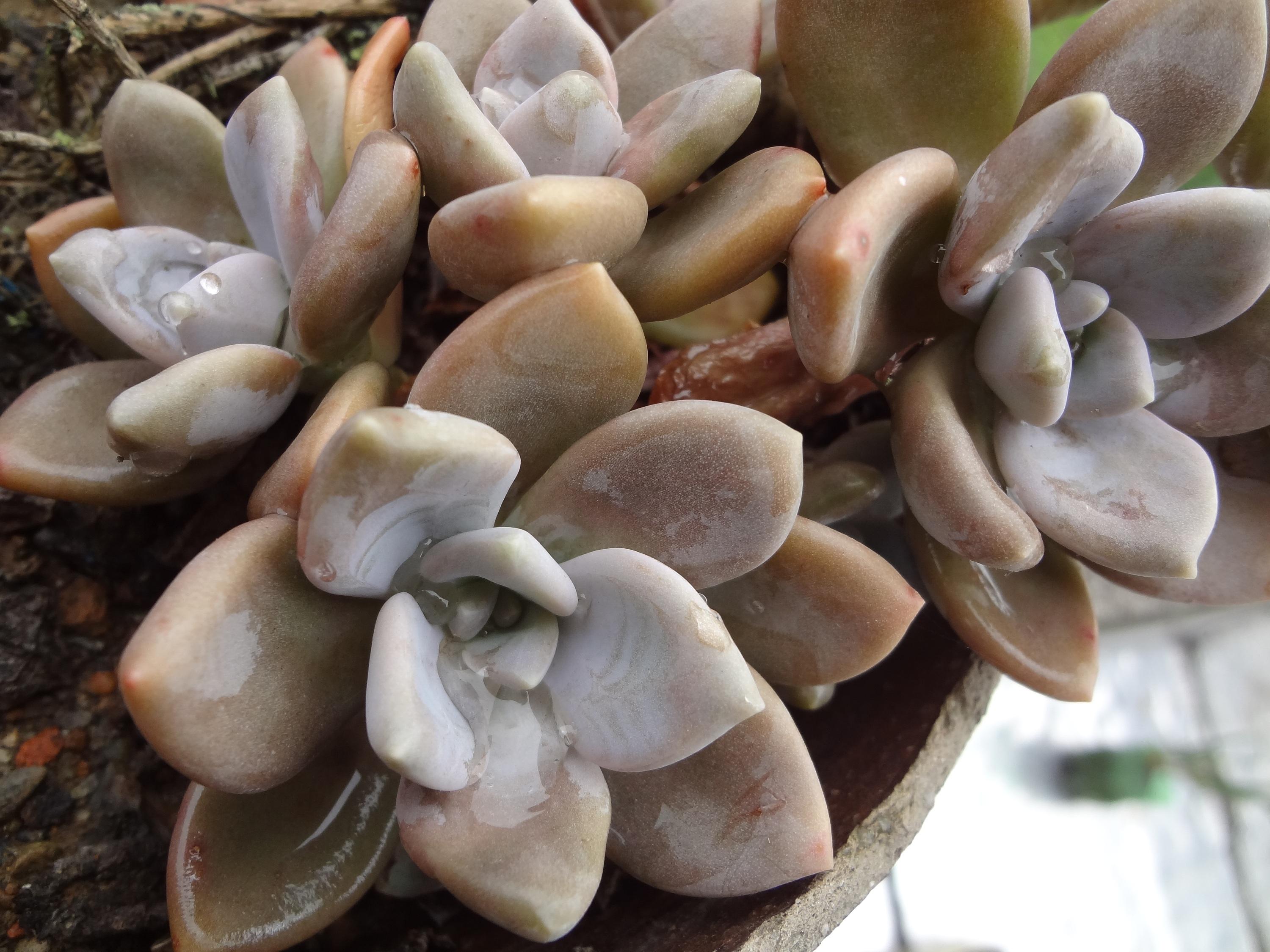 id="tzrcsm2kisqo">冬美人是景天科厚叶草属的多年生肉质草本植物