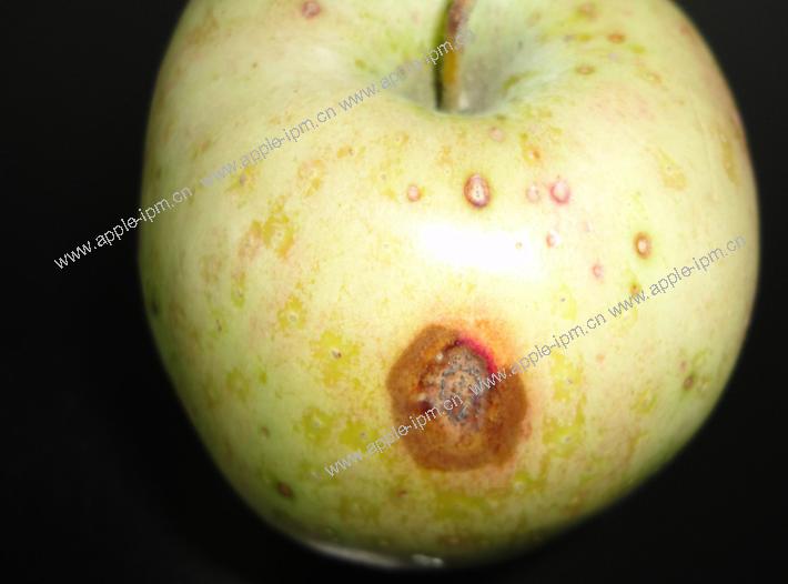  p>苹果水心病又称糖化病,蜜果病.