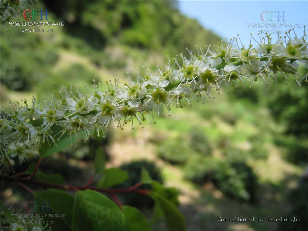  p>橉木,是 a data-lemmaid="1349839">稠李属