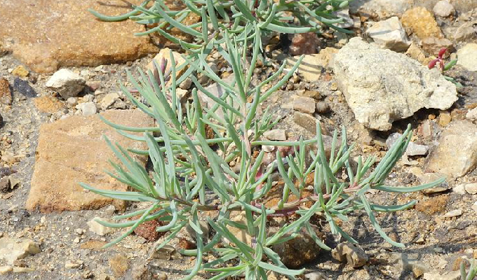  p>碱蓬属(学名:suaeda)是藜科下一个属,一年生或多年生 a target="