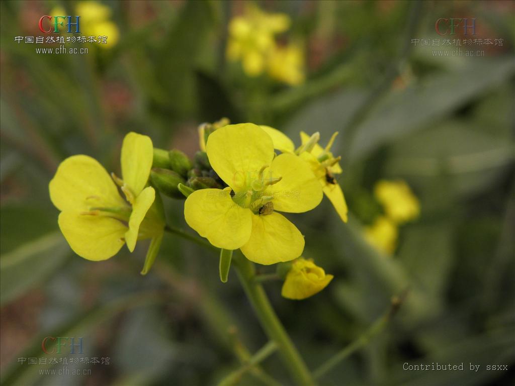  p>云南大蒜芥,角果细长,叶通常粗糙,深刻,似蒲公英. /p>