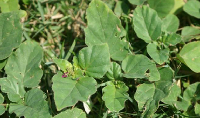  p> b>黄细心属 /b>(学名: i>boerhavia l.