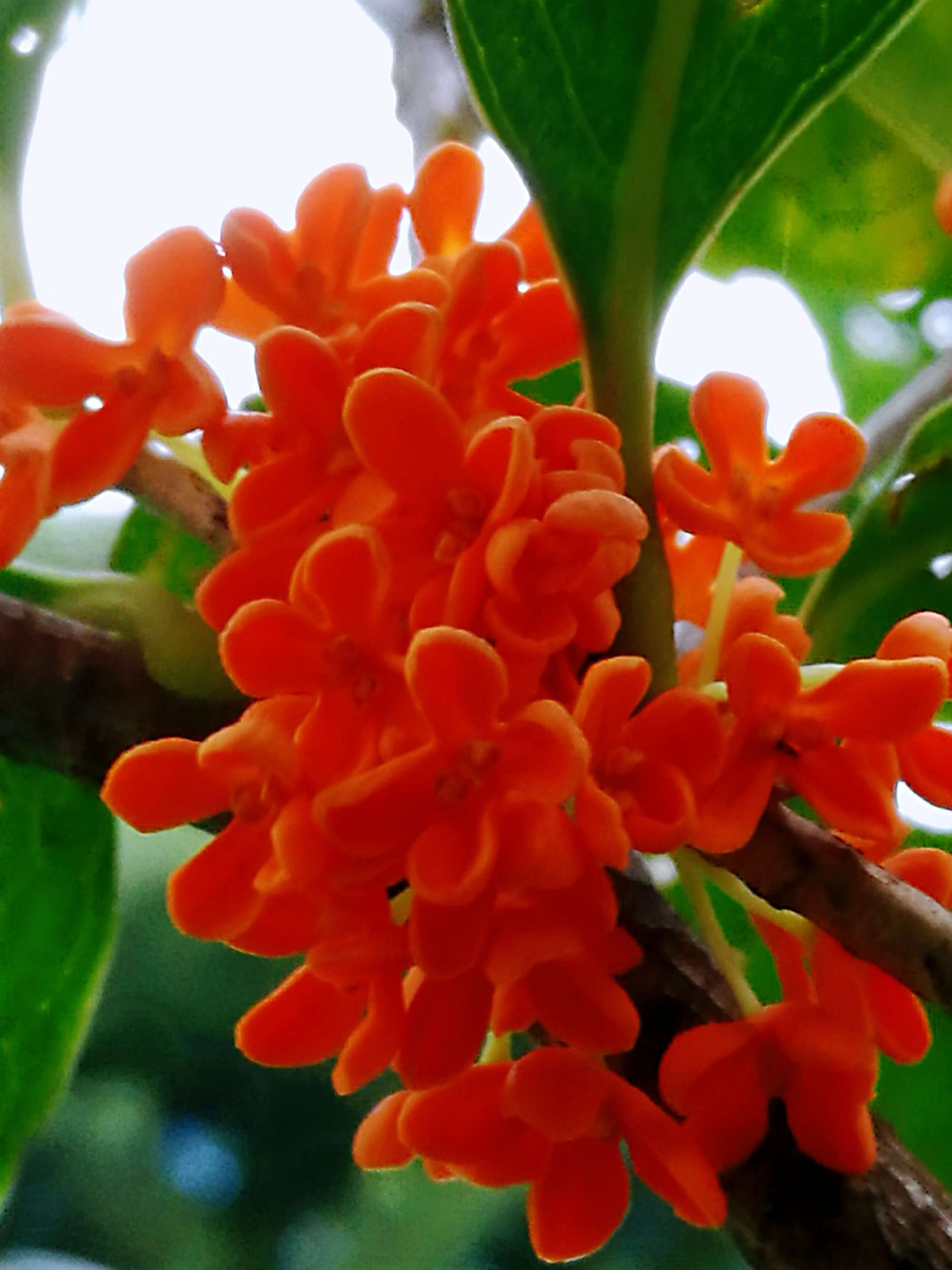 科,木犀属植物,代表着 a target="_blank" href="/item/桂花/157211"