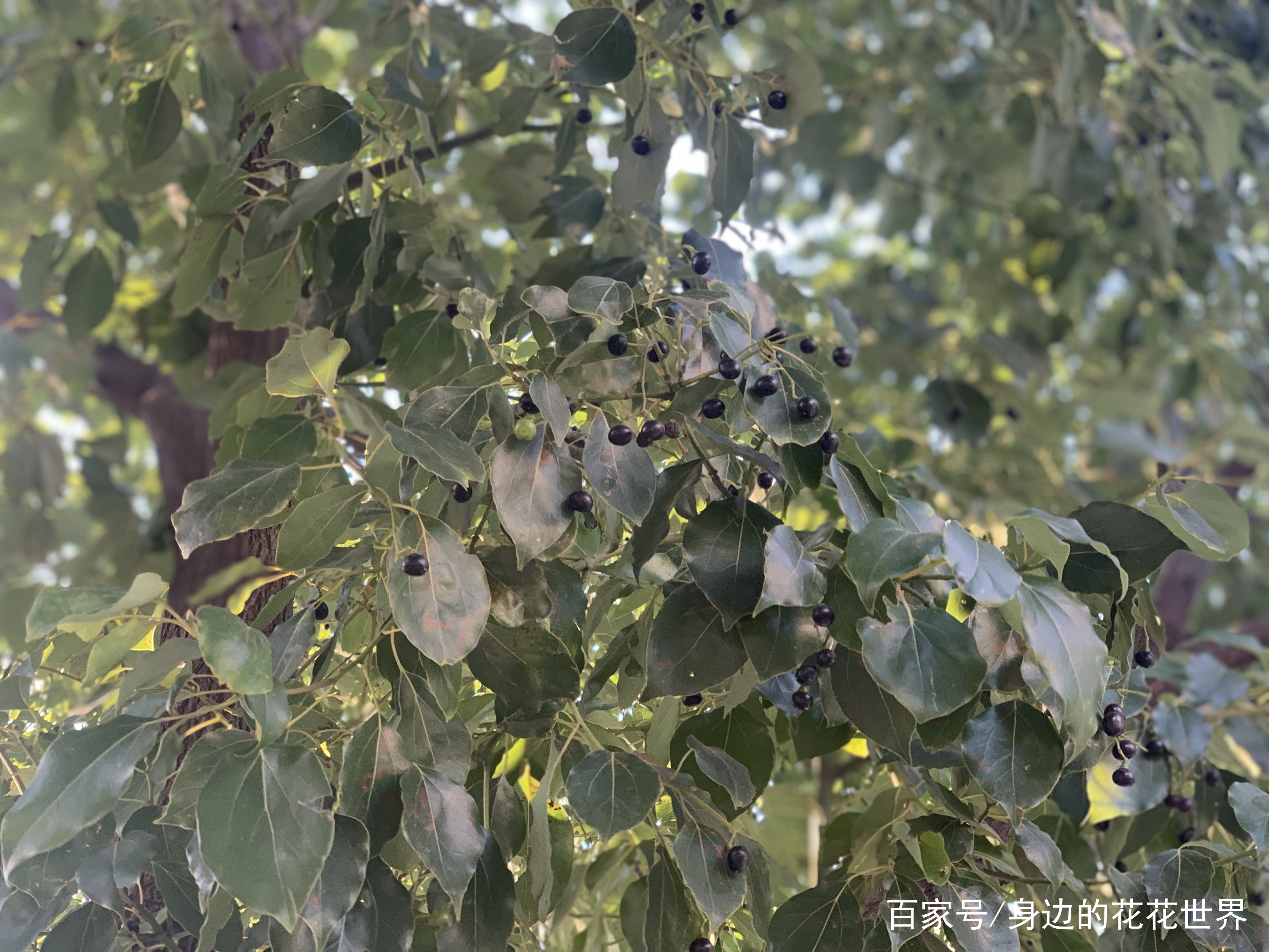 细读陆游一首《病中作》，让我想起一味樟树子_百科TA说