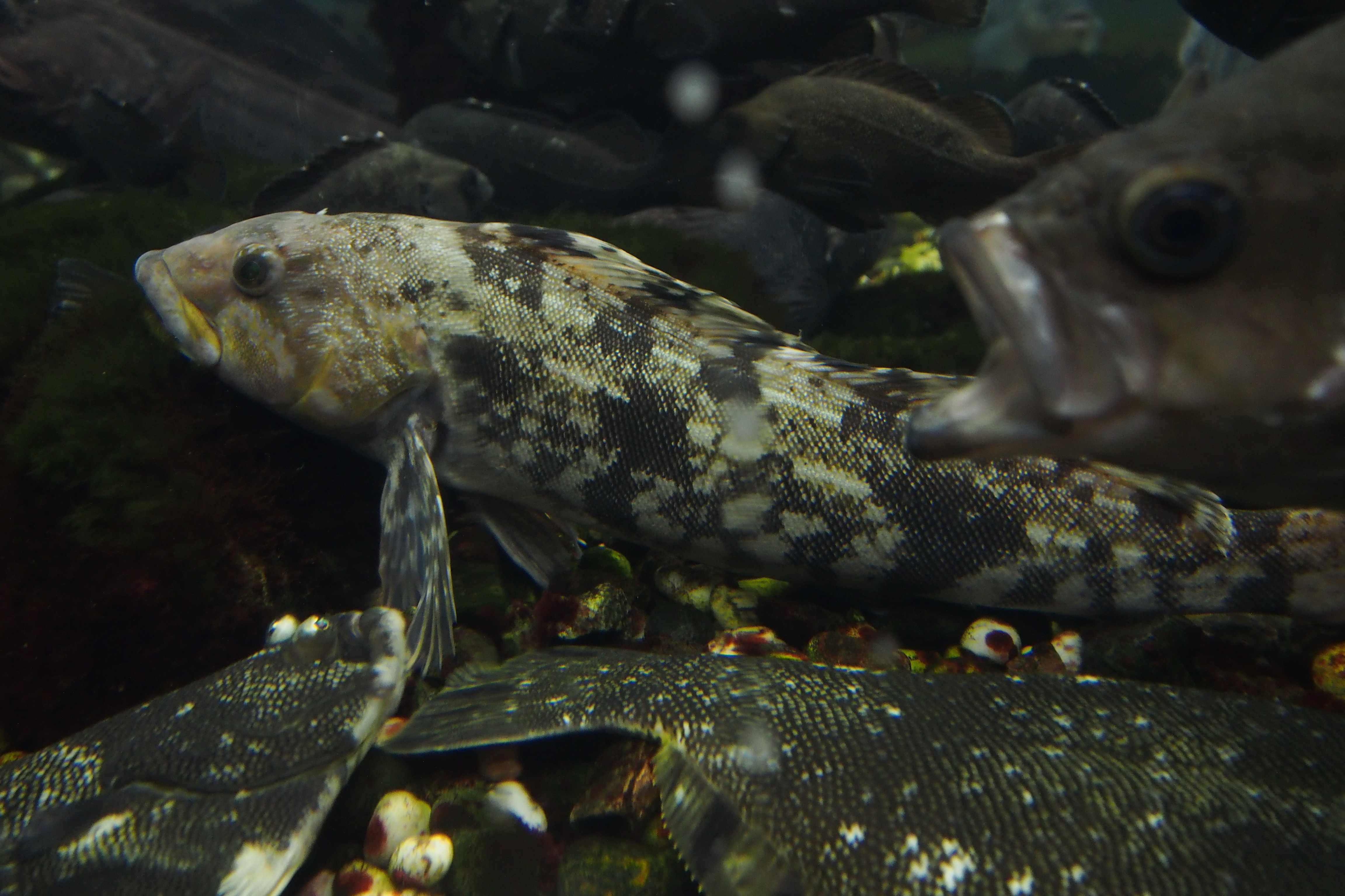  p>大泷六线鱼(学名: i>hexagrammos otakii /i>)是六线鱼科,六线鱼属