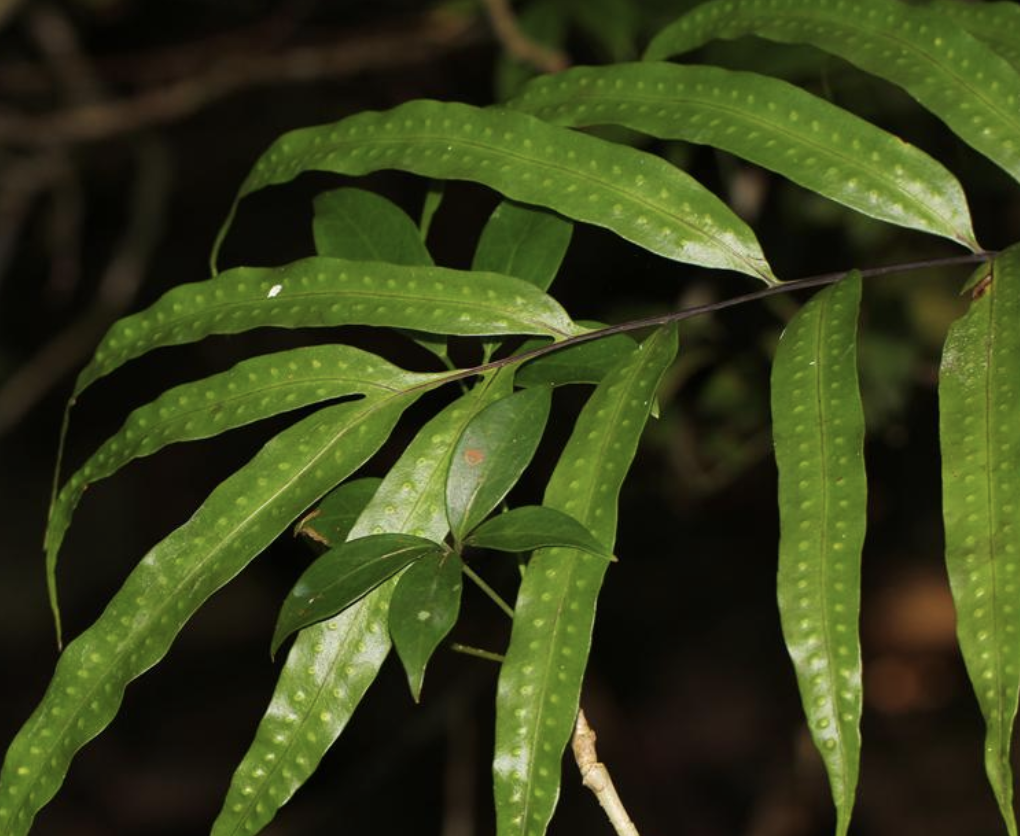 don) pic. serm)是石水龙骨科,瘤蕨属石上附生植物.