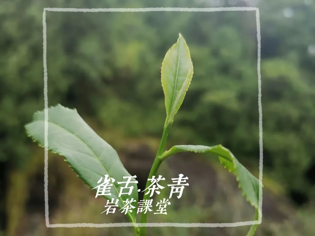 岩茶里 哪些品种比较好 大红袍 水仙 肉桂为什么是当家品种 百科ta说