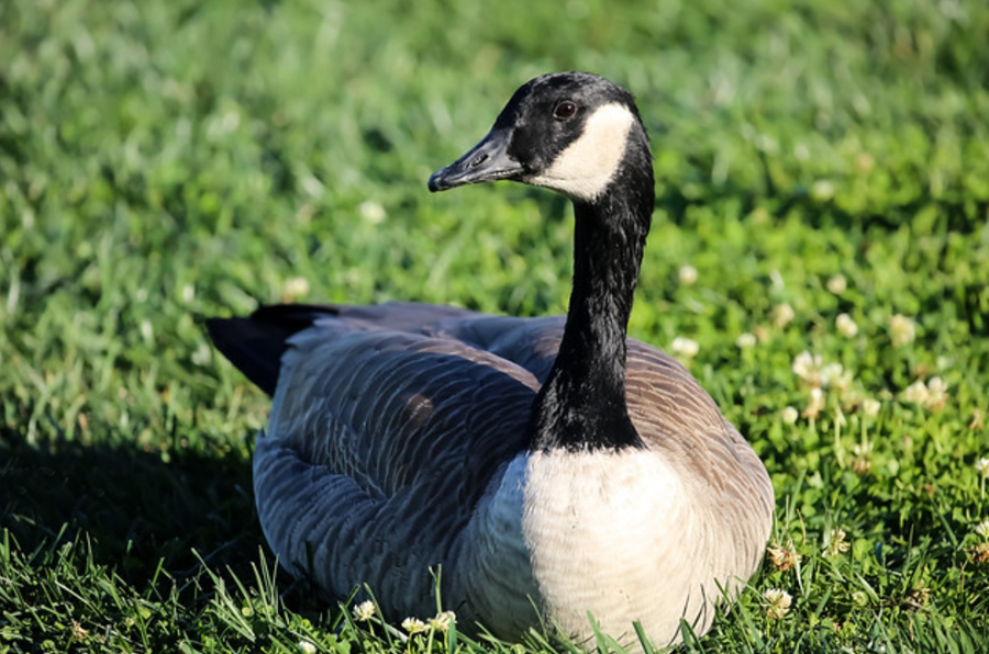  i>branta hutchinsii /i>):是一种分布于北美的鸭科黑雁属的黑色大雁