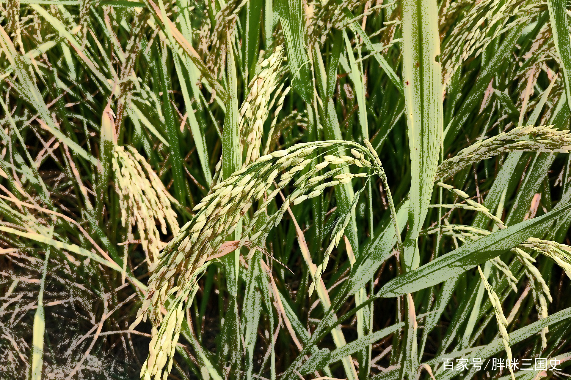 舌尖上的三国：论汉末饮食文化_百科TA说