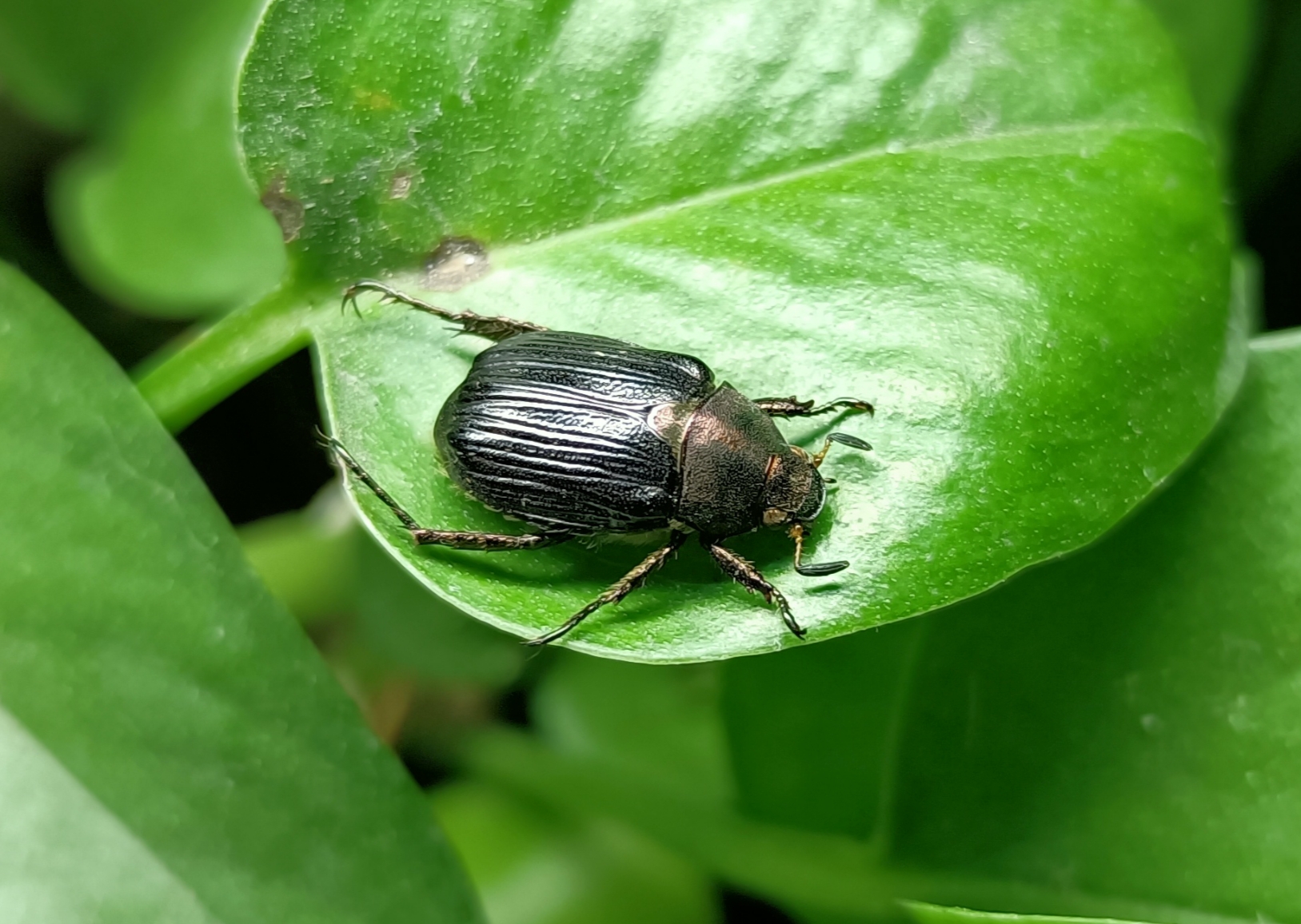 黄剑斌异丽金龟