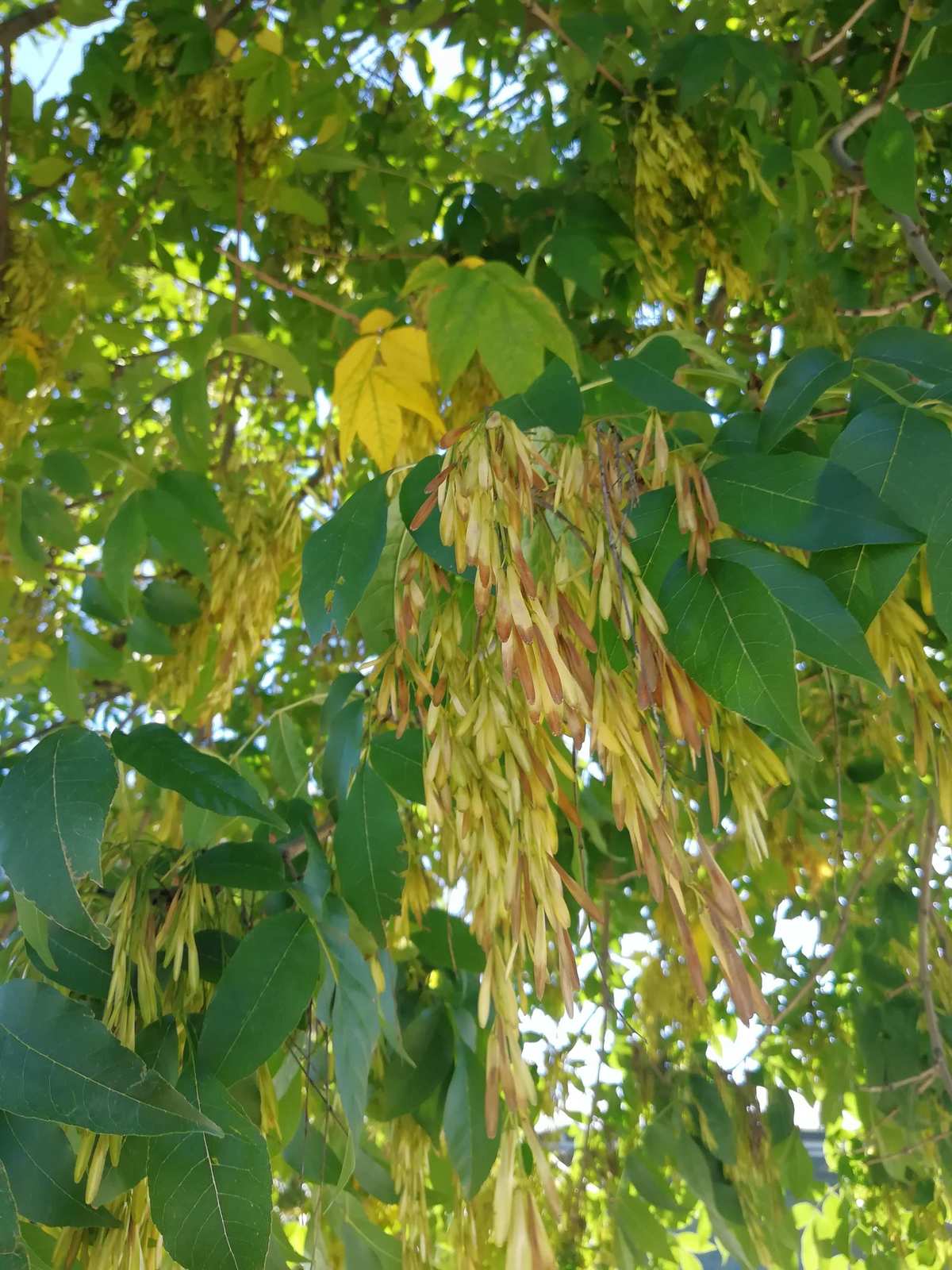 绒毛白蜡