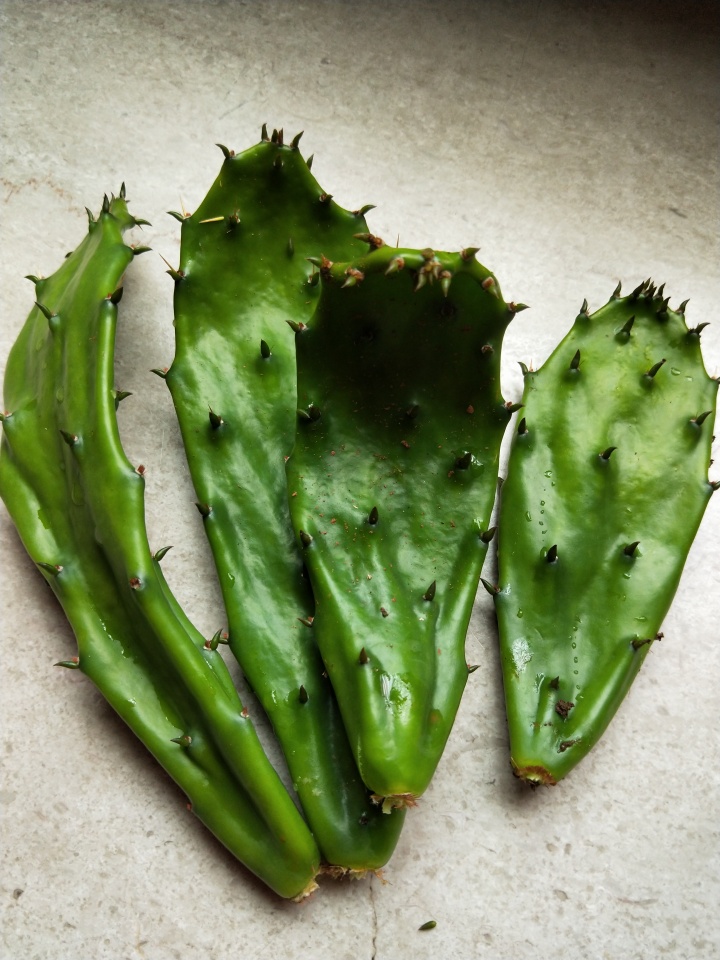 食用仙人掌