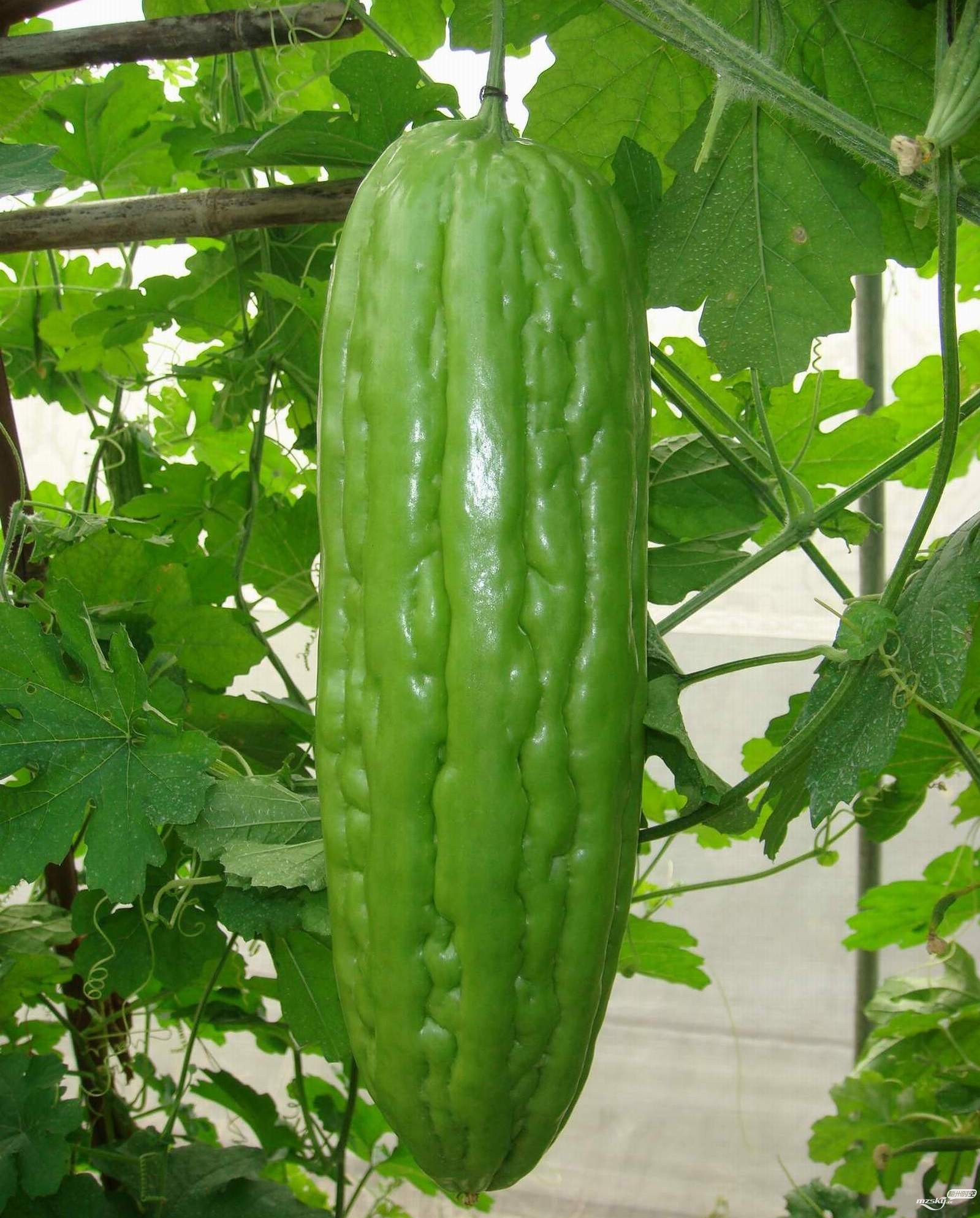 特选槟城油身苦瓜