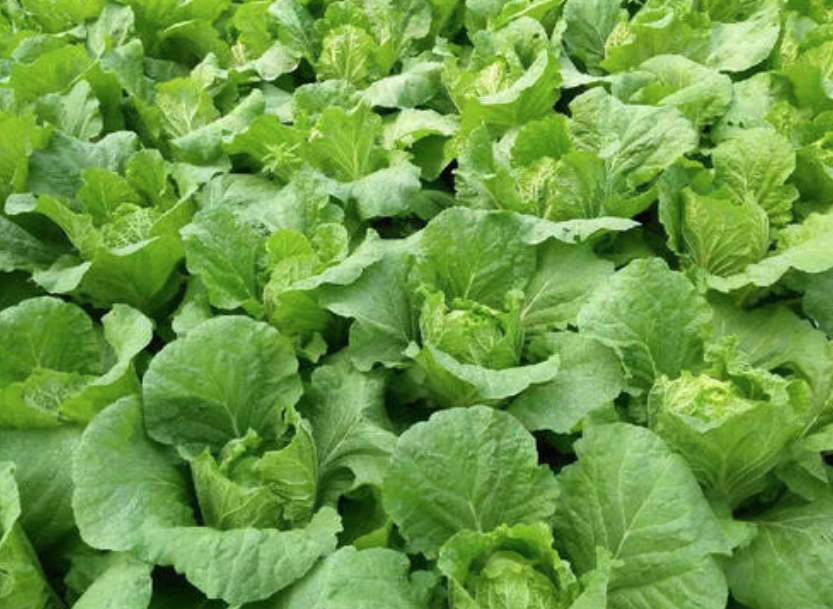 秋天适合种什么蔬菜 种上这10种蔬菜 冬天就有吃不完的菜 百科ta说