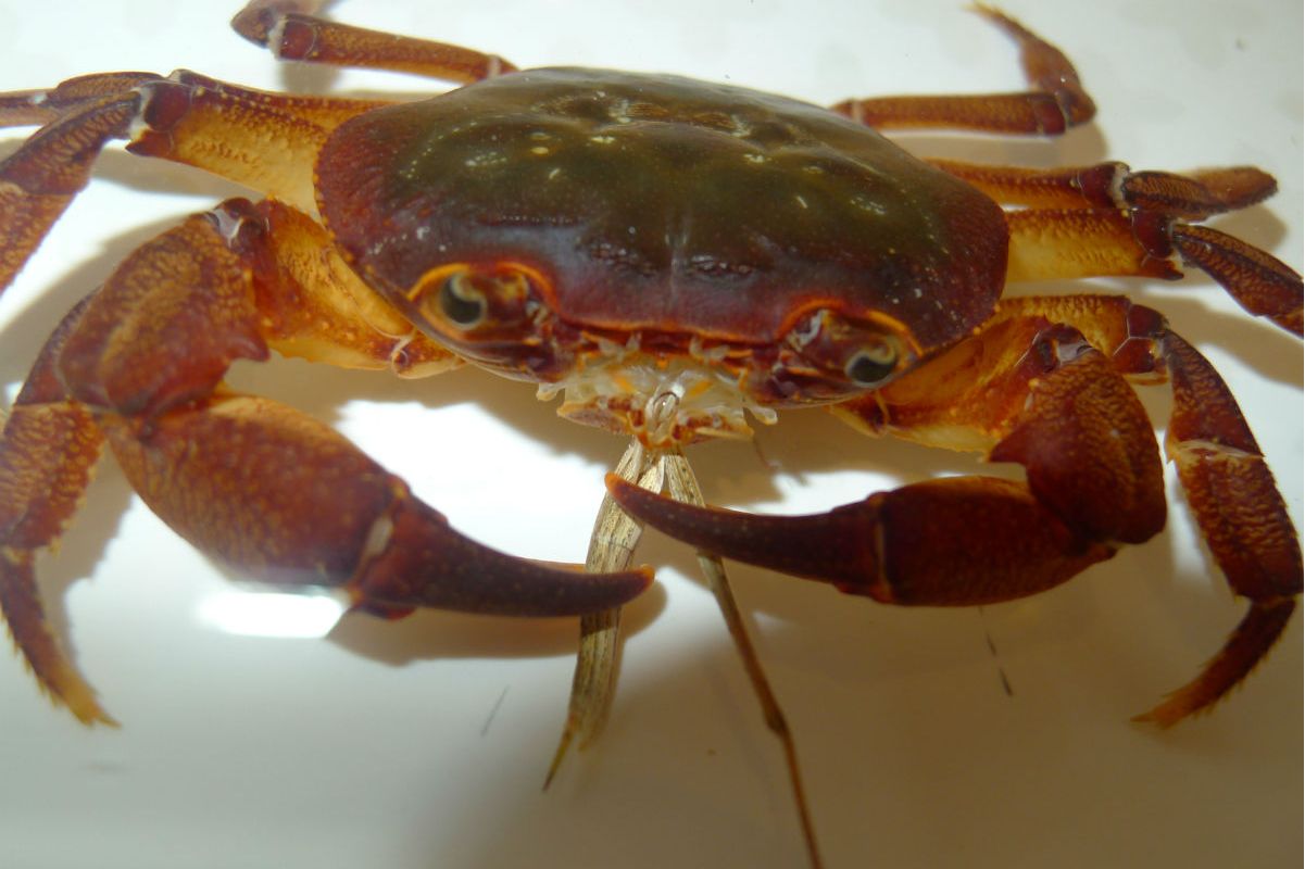 南城华南溪蟹
