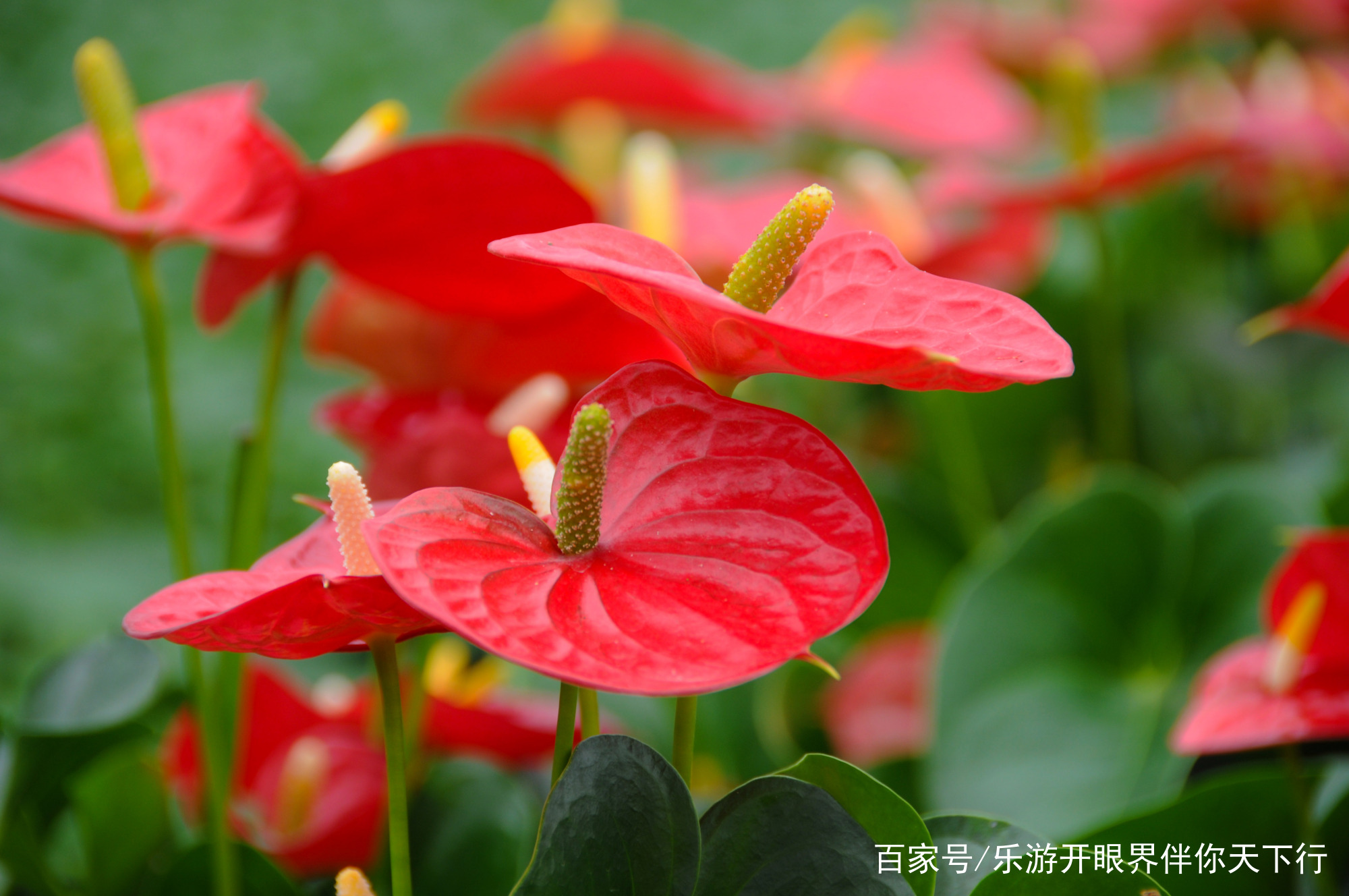 火鹤花：美艳的外表藏着一颗毒心的“蛇蝎美人”_百科TA说