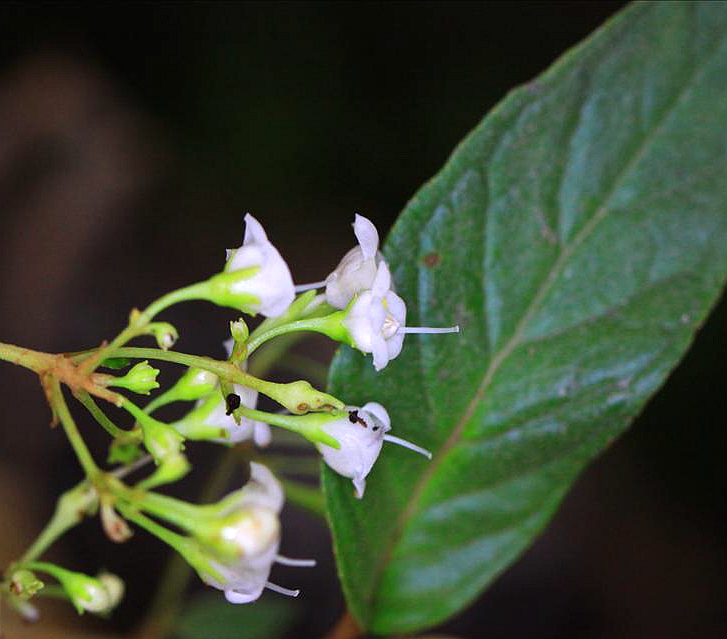  p>锥序蛛毛苣苔(学名: i>paraboea swinhoii /i> (hance) burtt)是苦