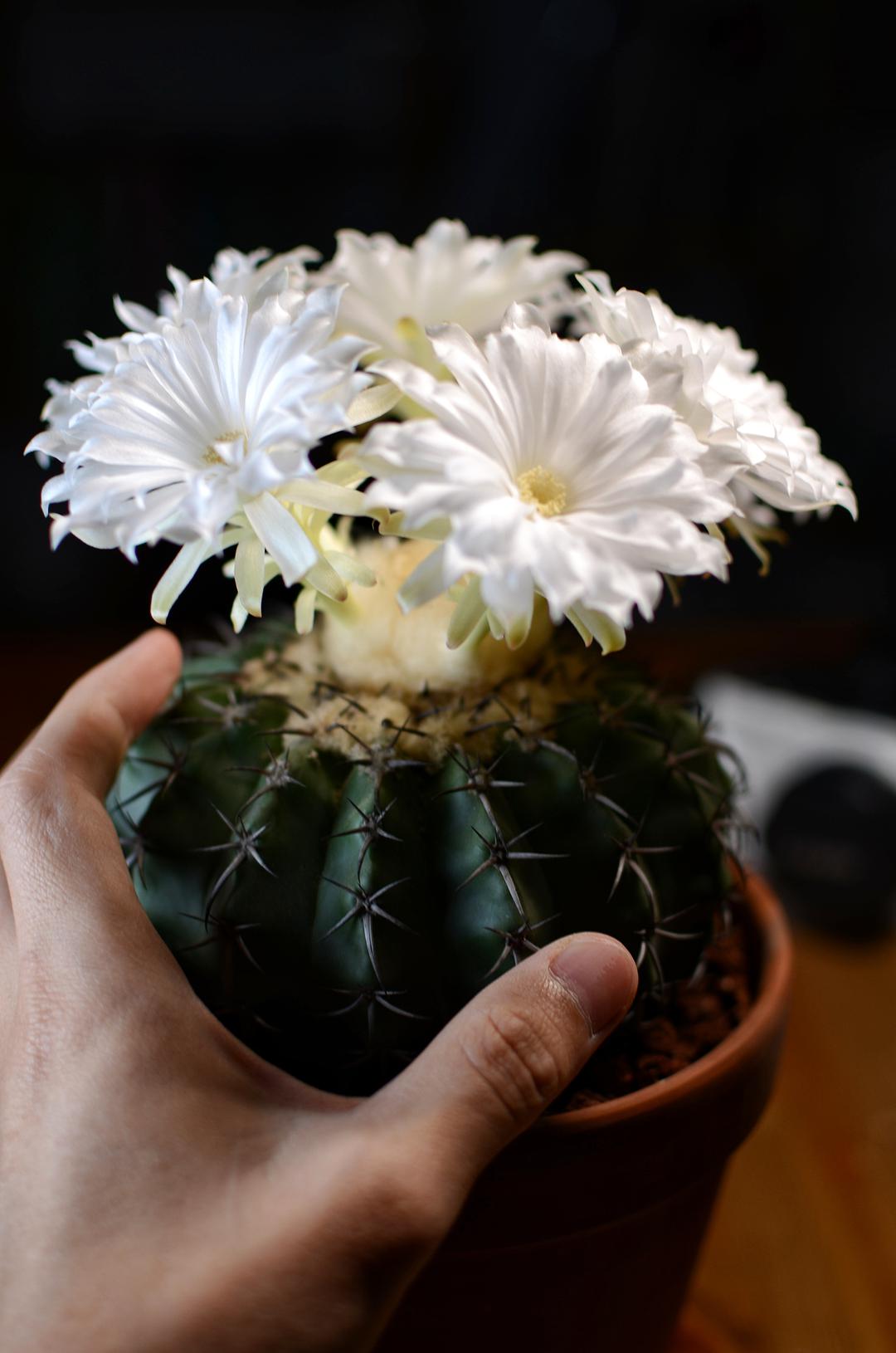  p>月华之宴是仙人掌科圆盘玉属植物 /p>