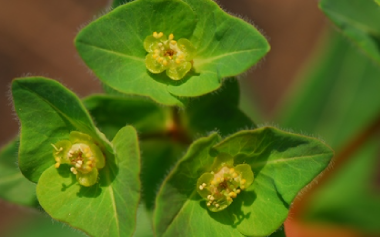  p data-id="tzalcaveebsu">狼毒大戟( i>euphorbia fischeriana /i>