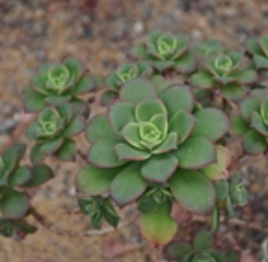 红缘莲花掌