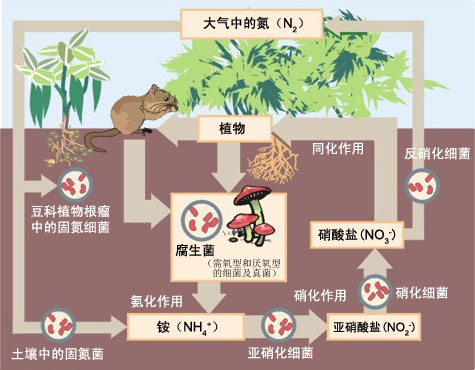 氮循环