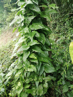 百部（百部科百部属植物）_百度百科