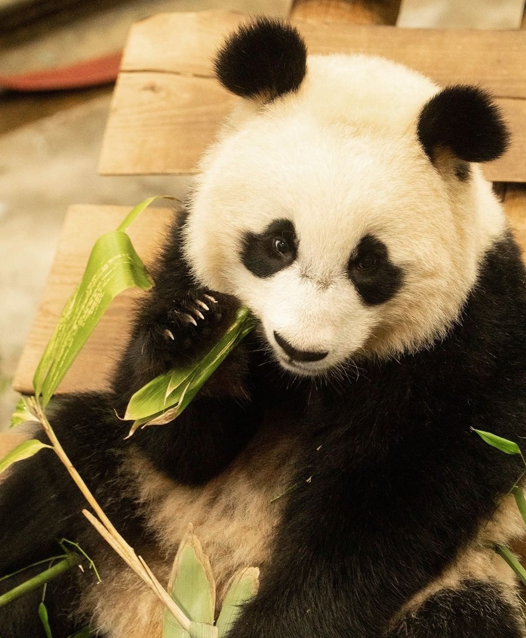  p>大熊猫梵星,雌性,2020年5月1日出生在荷兰欧维汉动物园,母亲是 a