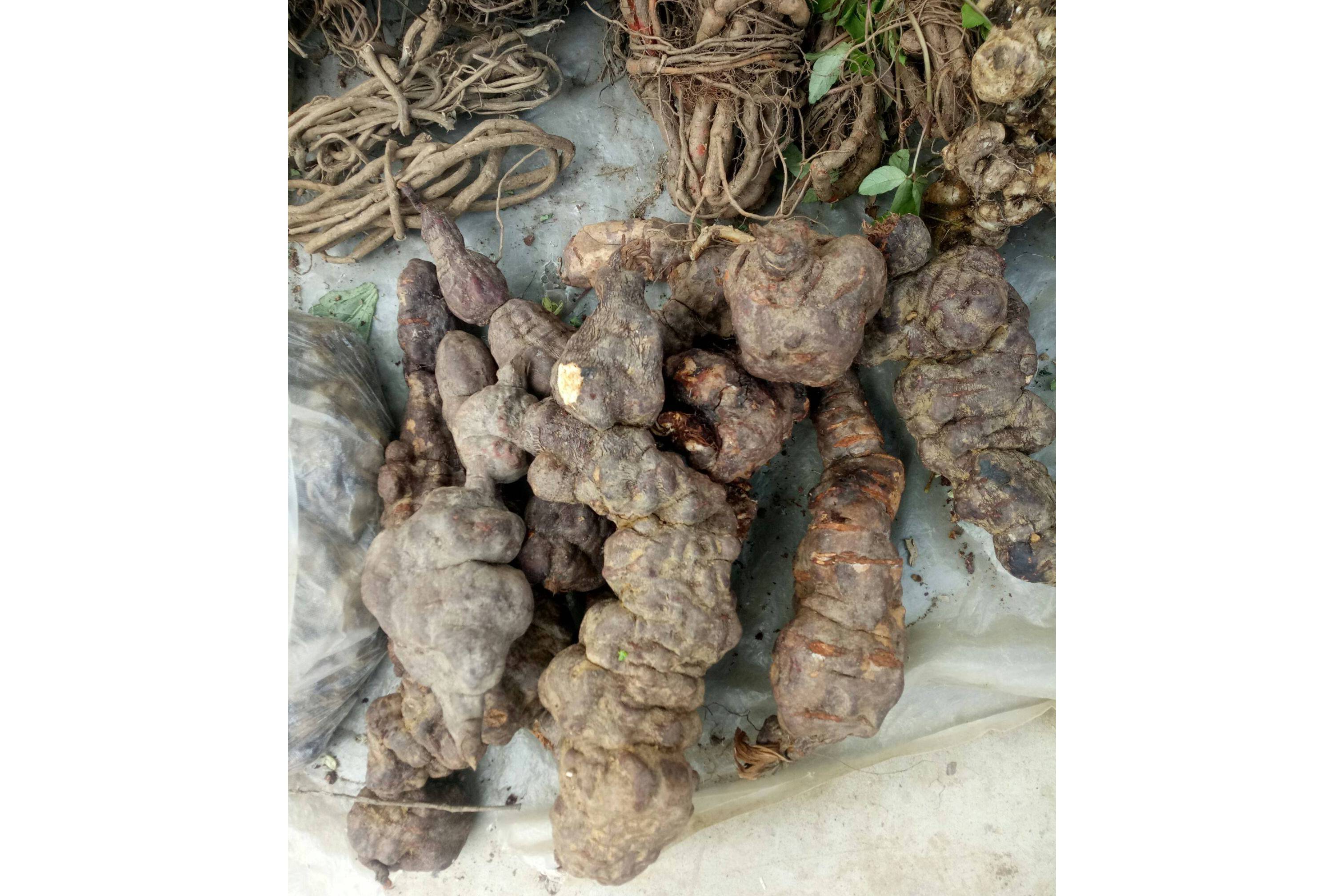  p data-id="sx5xmtkv6gzc">人精中药,就是首乌. /p>