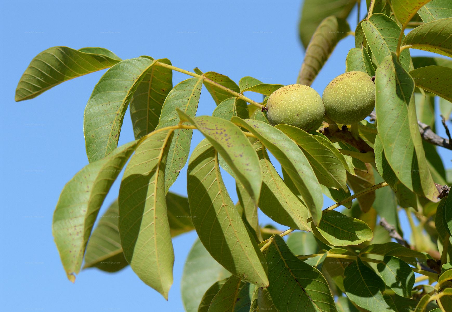 是胡桃科,胡桃属植物,俗称核桃 i>.