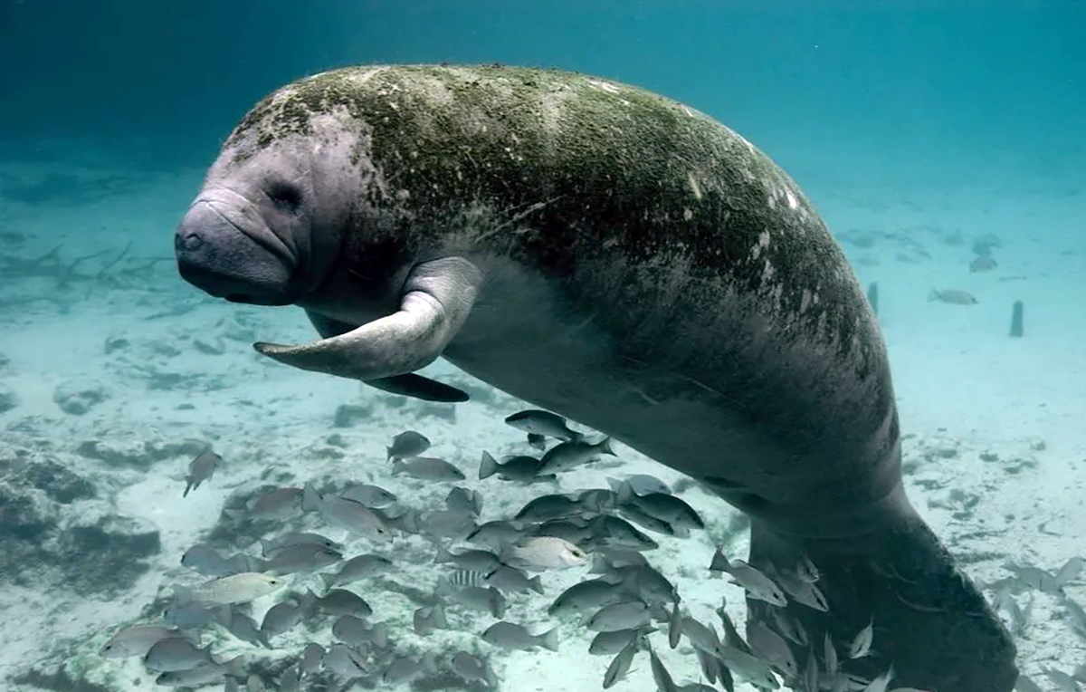 美洲海牛