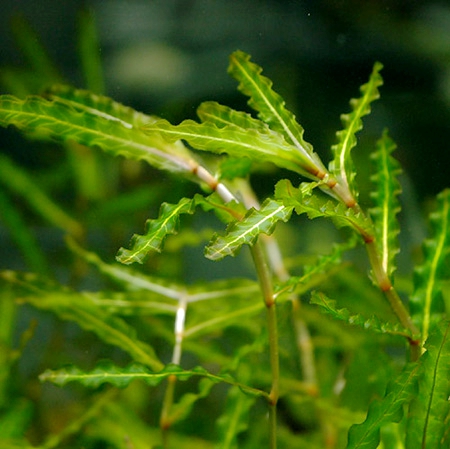  p>菹草(学名: i>potamogeton crispus /i> l.