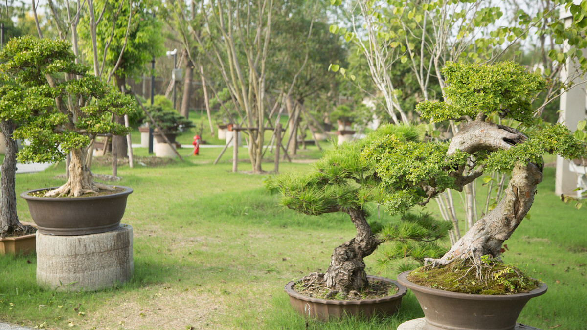 松柏类盆景的修剪，要靠“摘心、切芽、疏芽、摘叶”，才能做好_百科TA说