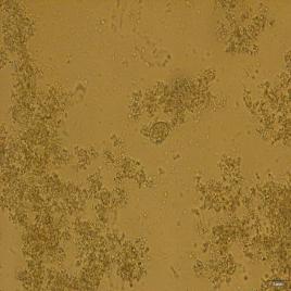 巨型艾美耳球虫早熟株