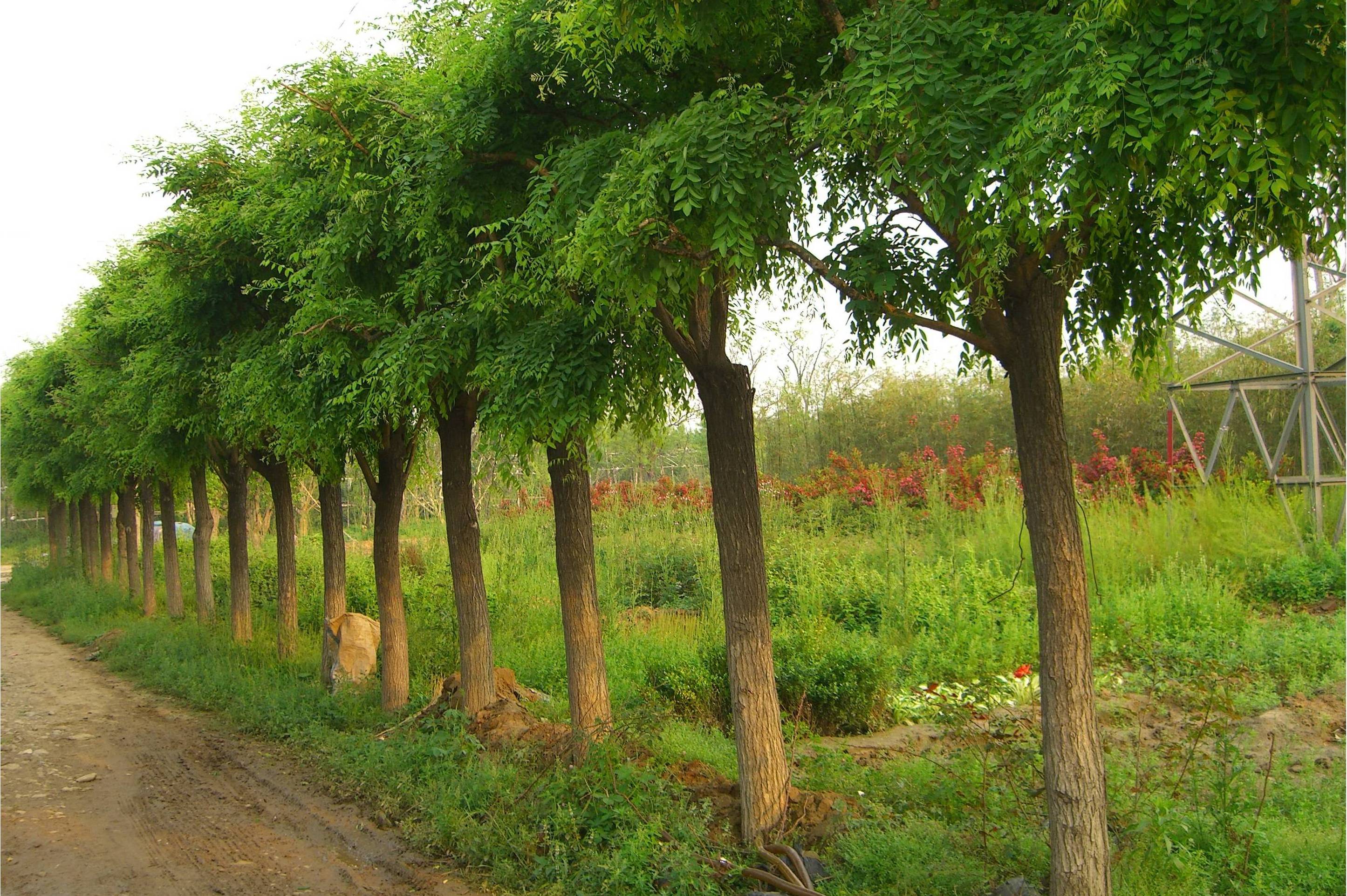 国槐河北石家庄家系9