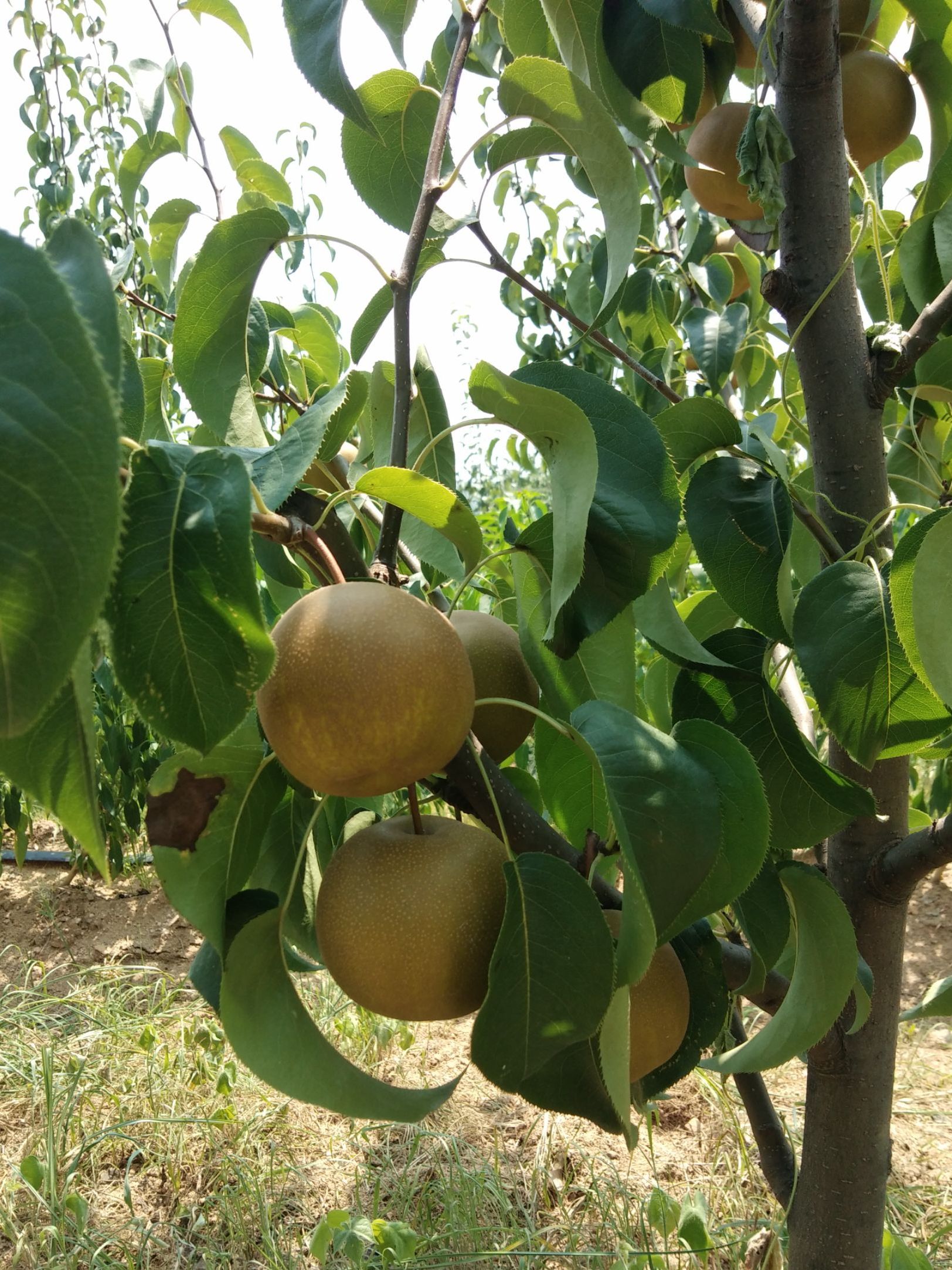 圆黄梨-山东莱阳种源