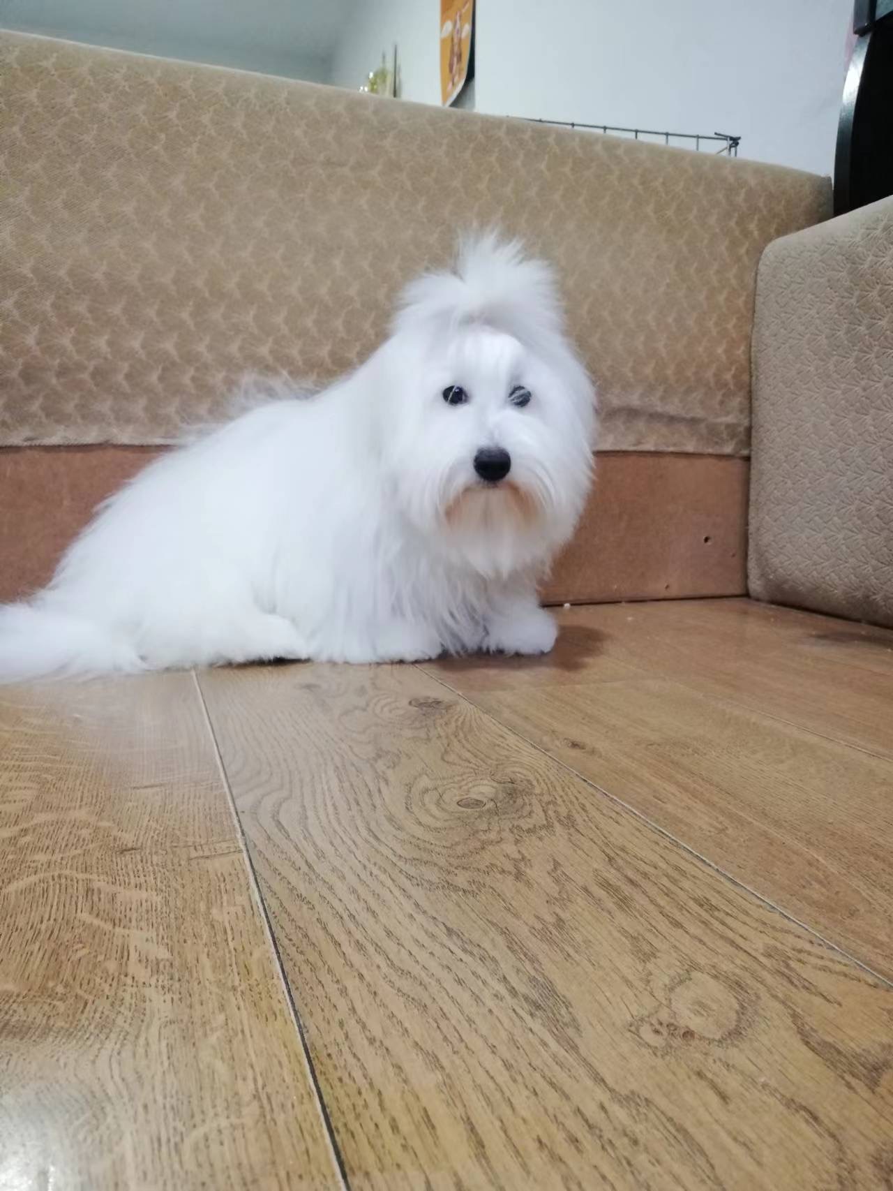 图莱亚尔绒毛犬