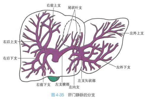肝门静脉_百度百科