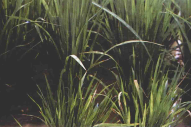  p>水稻普通矮缩病是由水稻普通矮缩病毒引起,发生在水稻的病害.