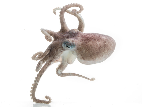 章鱼科 /a>26属252种海洋 a target="_blank" href="/item/软体动物">